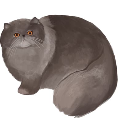 ペルシャブルー／ブルーチンチラ【単検査】