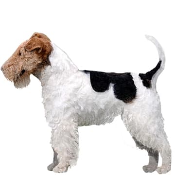 フォックステリア（ワイアー）【セット検査】