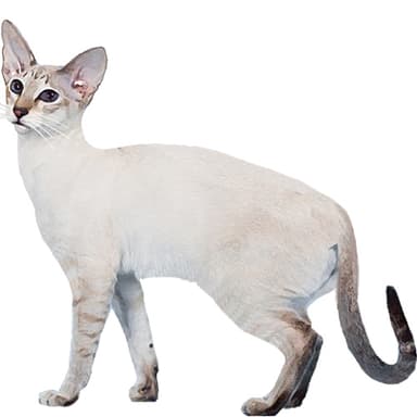 カラーポイント・ショートヘアー【セット検査】