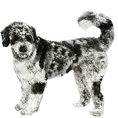 オージードゥードル【セット検査】