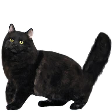 シャンティリー【セット検査】