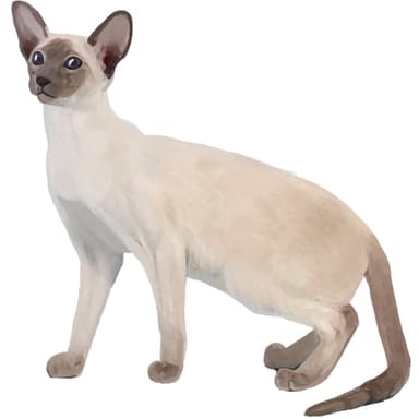 オリエンタル・ショートヘア【セット検査】