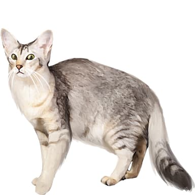 オリエンタル・ロングヘア【セット検査】