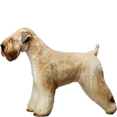 ウィートン・テリア（ソフトコーテッド）【セット検査】