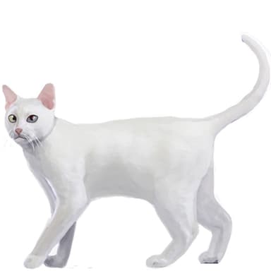 カオマニー【セット検査】