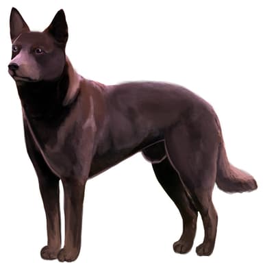 オーストラリアン・ケルピー【セット検査】