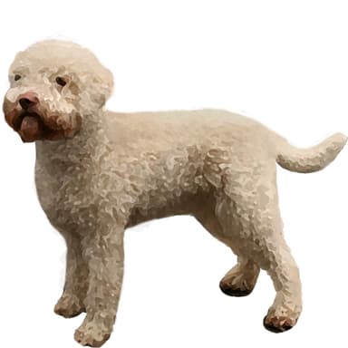 ラゴット・ロマニョーロ【セット検査】