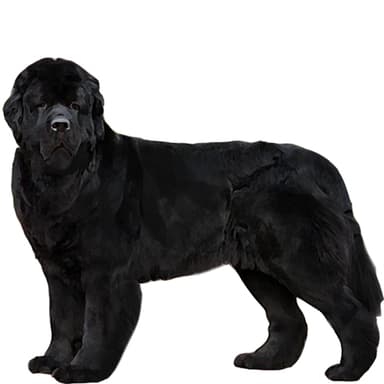 ニューファンドランド【セット検査】