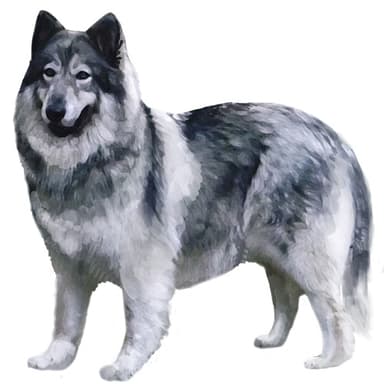 ネイティブアメリカン・インディアン・ドッグ【セット検査】