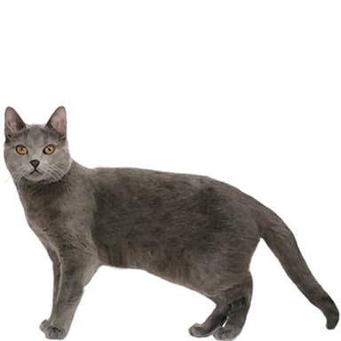 シャルトリュー【セット検査】