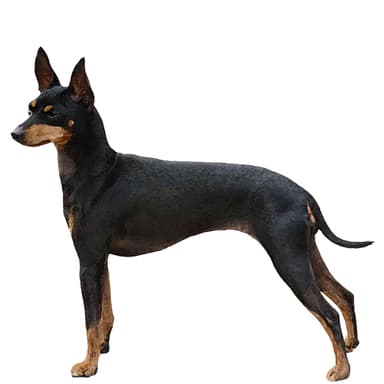 イングリッシュ・トイ・スパニエル【セット検査】