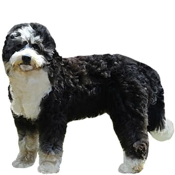 バーニードゥードル【セット検査】