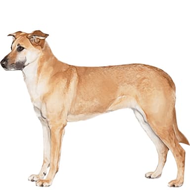 チヌーク／シヌーク【セット検査】