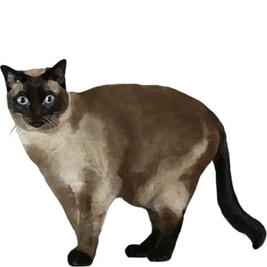 シャム【セット検査】