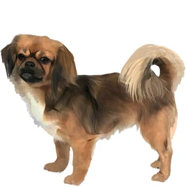 チベタン・スパニエル【セット検査】