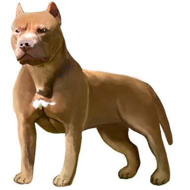 アメリカン・ピットブル・テリア【セット検査】