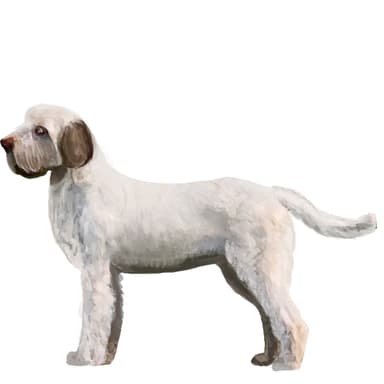 スピノーネ・イタリアーノ／イタリアン・スピノーネ【セット検査】