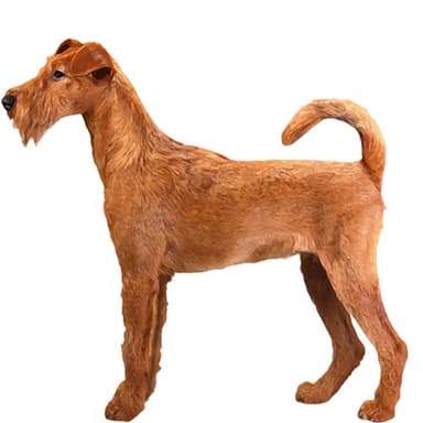 アイリッシュ・テリア【セット検査】