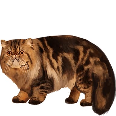 ペルシャ（タビー）【セット検査】