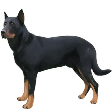 ボーセロン【セット検査】