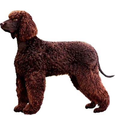 アイリッシュ・ウォーター・スパニエル【セット検査】