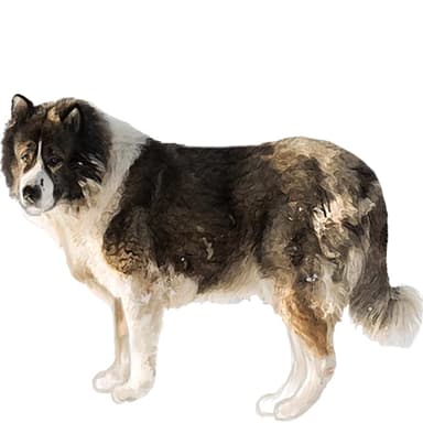 コーカシアン・シェパード・ドッグ【セット検査】