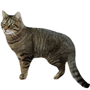 ヨーロピアン・ショートヘア【セット検査】