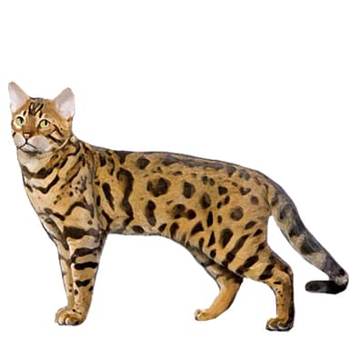 ベンガルヤマネコ【セット検査】