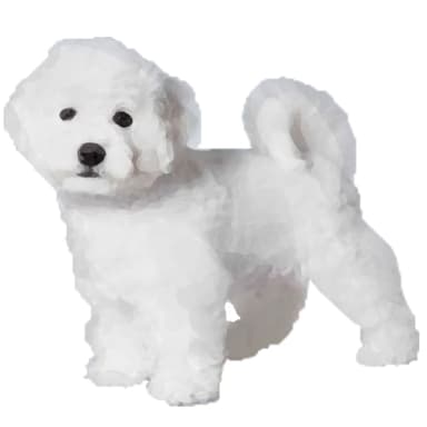 コトン・ド・テュレアール【セット検査】