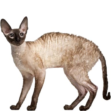 コーニッシュレックス【セット検査】