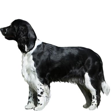 イングリッシュ・スプリンガー・スパニエル【セット検査】