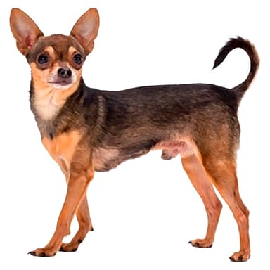 ロシアン・トイ・テリア／ルスキー・トイ【セット検査】