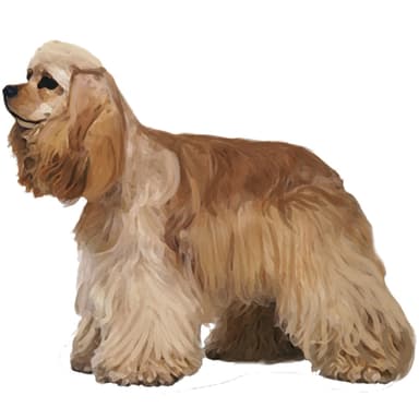 アメリカン・コッカー・スパニエル【単検査】