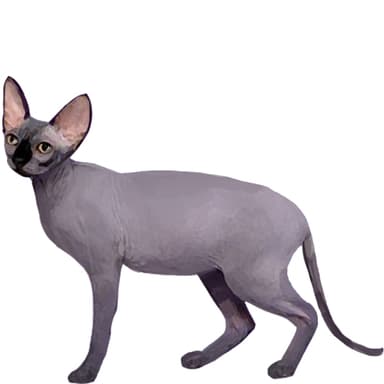 ピーターボールド【単検査】