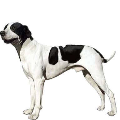 ブル・アラブ【セット検査】