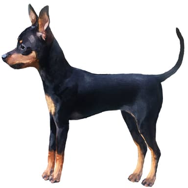 プラシュスキー・クリサジーク【セット検査】