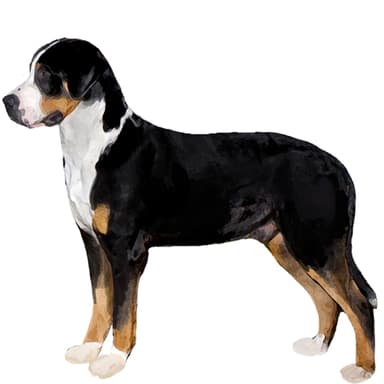 グレータースイスマウンテンドッグ【セット検査】