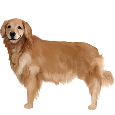 ゴールデンレトリバー【セット検査】