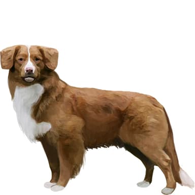 ノヴァ・スコシア・ダック・トーリング・レトリーバー【セット検査】