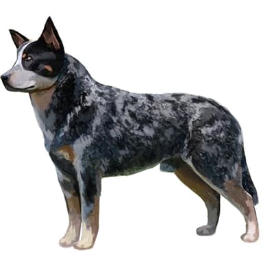 オーストラリアン・キャトル・ドッグ【セット検査】