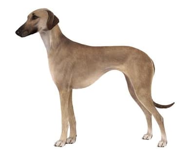 スルーギ【セット検査】