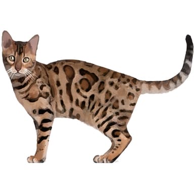 ベンガル【セット検査】