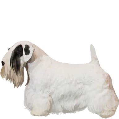 シーリハム・テリア【セット検査】