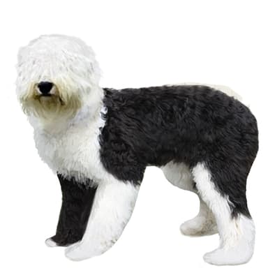 シーパドゥードル【セット検査】