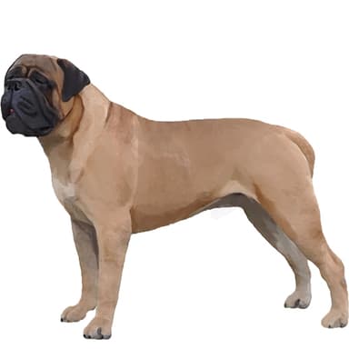 ブルマスティフ【セット検査】