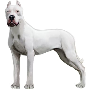 ドゴ・アルヘンティーノ【セット検査】