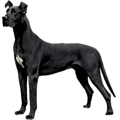 グレートデン【セット検査】