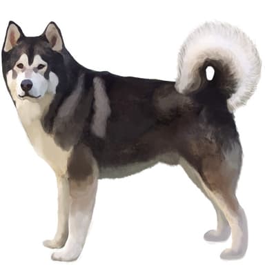 アラスカン・マラミュート【単検査】