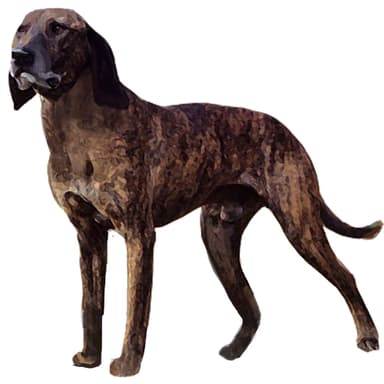 プロットハウンド【セット検査】