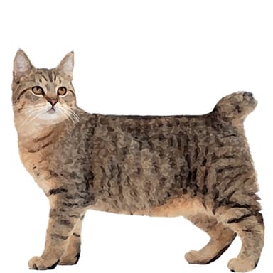 ピクシーボブ【セット検査】